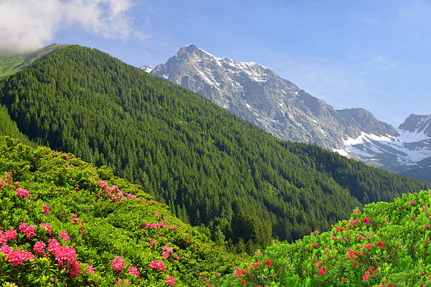 vista de las montañas desde el valle antholzertal - european alps tirol rhododendron nature fotografías e imágenes de stock