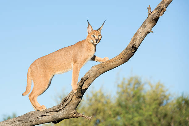 istock Young Caracal in a tree, South Africa 535274831