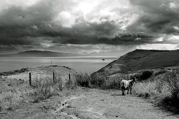 wild pecore nelle highlands scozzesi - hill grass heath moor foto e immagini stock