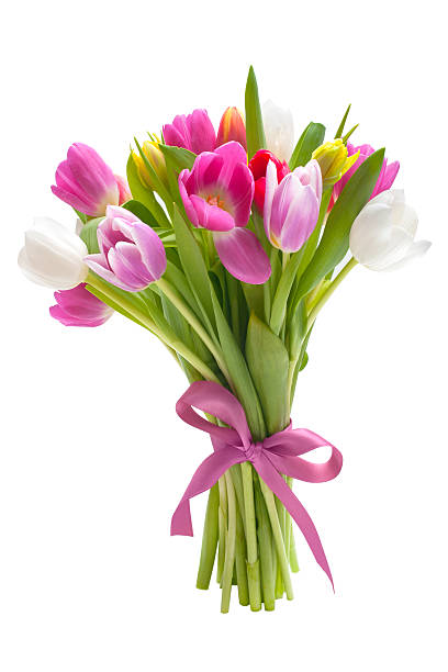 꽃다발 연두빛 튤립 꽃 - tulip pink flower bed flower 뉴스 사진 이미지
