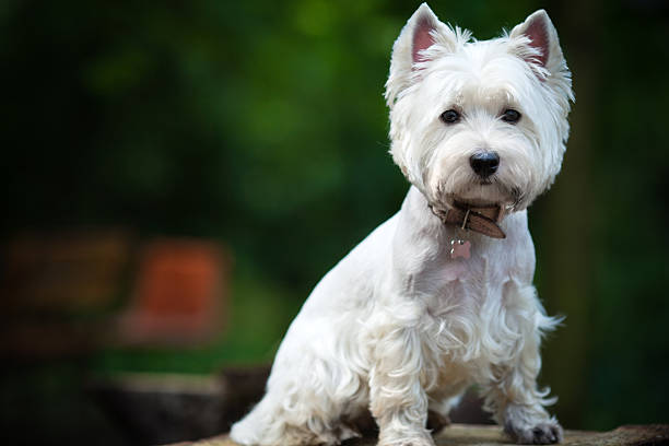 istock Westie dog potrait 535276453