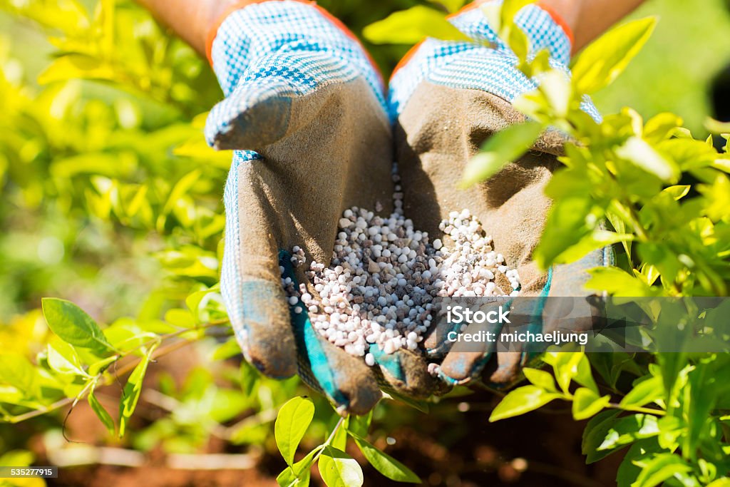 garden fertilizer garden fertilizer on gardeners hand Fertilizer Stock Photo