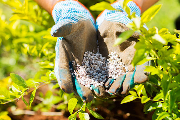 garden fertilizer garden fertilizer on gardeners hand plant fertilizer stock pictures, royalty-free photos & images