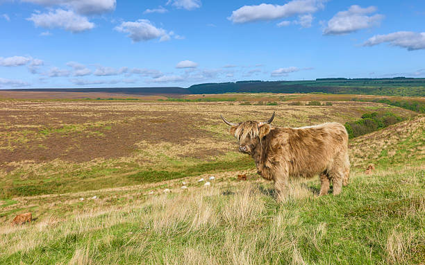 スコットランドハイランド、牛、ノースヨークムーアズ、ヨークシャー、英国ます。 - highland cattle england cow north ストックフォトと画像