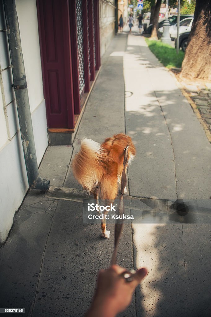 Walk with a red dog on city street Walk with a red dog on city street in summer 2015 Stock Photo