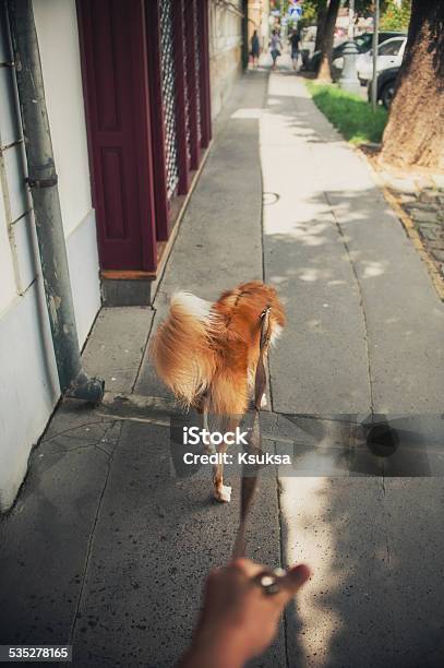 Walk With A Red Dog On City Street Stock Photo - Download Image Now - 2015, Activity, Adult
