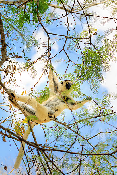 Kirindy sifaka Verreaux's sifaka (Propithecus verreauxi), or the white sifaka, with baby in Kirindy Mitea National Park, Madagascar lemur madagascar stock pictures, royalty-free photos & images