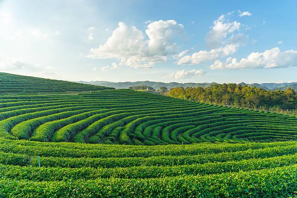 istock Curve of green tea farm 535279483