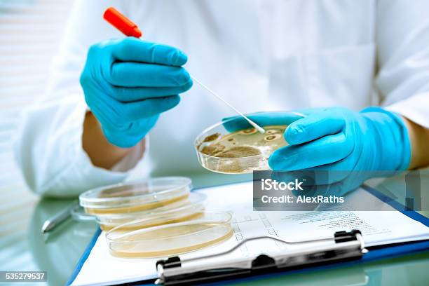 Agar Plate With Growing Germs Stock Photo - Download Image Now - 2015, Agar Jelly, Analyzing