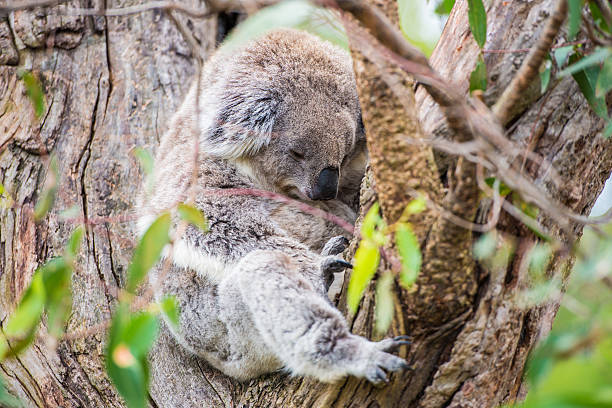 istock Close up of koala at sanctuary in Australia 535279599