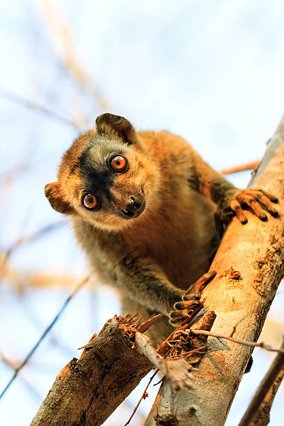 istock Cute lemur close up 535279605