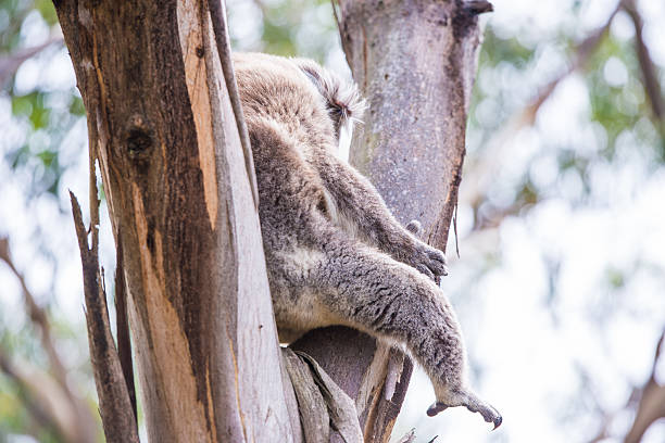 istock Close up of koala at sanctuary in Australia 535279911