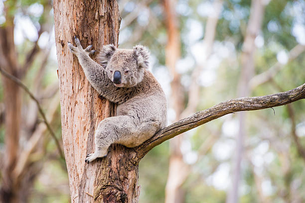 primer plano de koalas de asilo en australia - downunder fotografías e imágenes de stock