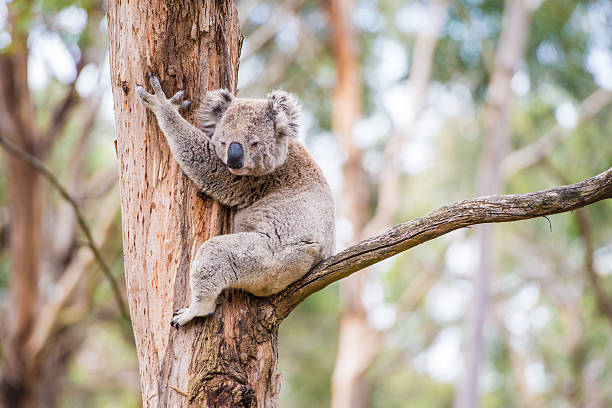 istock Close up of koala at sanctuary in Australia 535279913