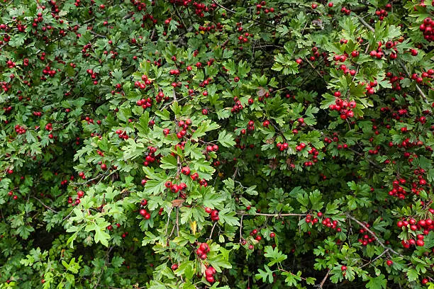 Ripe hawthorn berries with fresh green leaves background