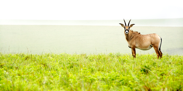 Roan Antelope on the Hills of Nyika Plateau, Malawi, Africa