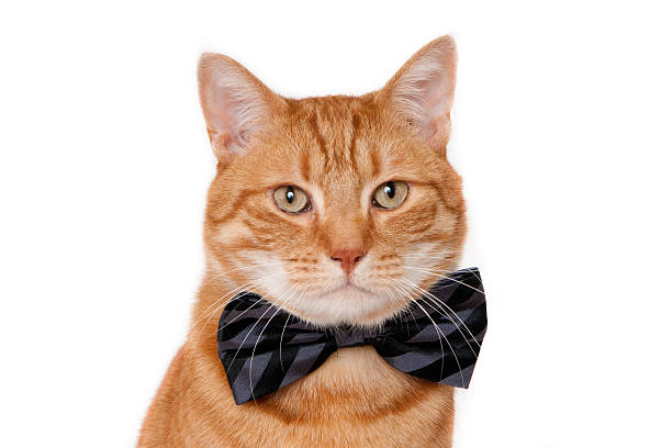 istock Portrait of a ginger cat with a bow tie 535280507