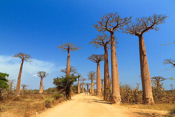 istock Avenue of the Baobabs 535280579