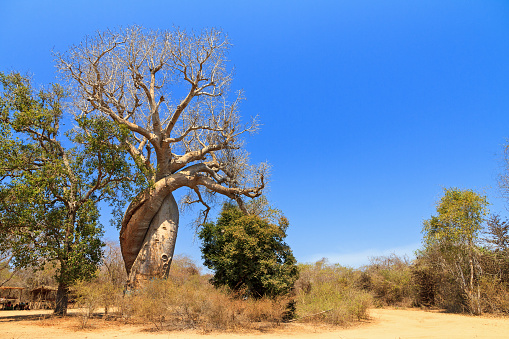The famous Baobab Amoreux, a twisted Baobab in Madagascar
