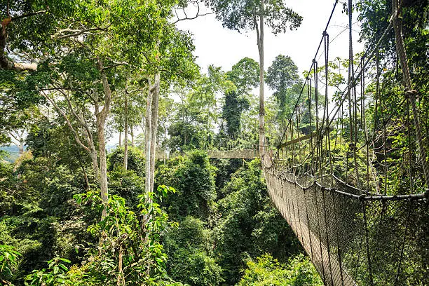 Canopy walkway in Kakum National Park, Accra Region, Ghana, West Africa
