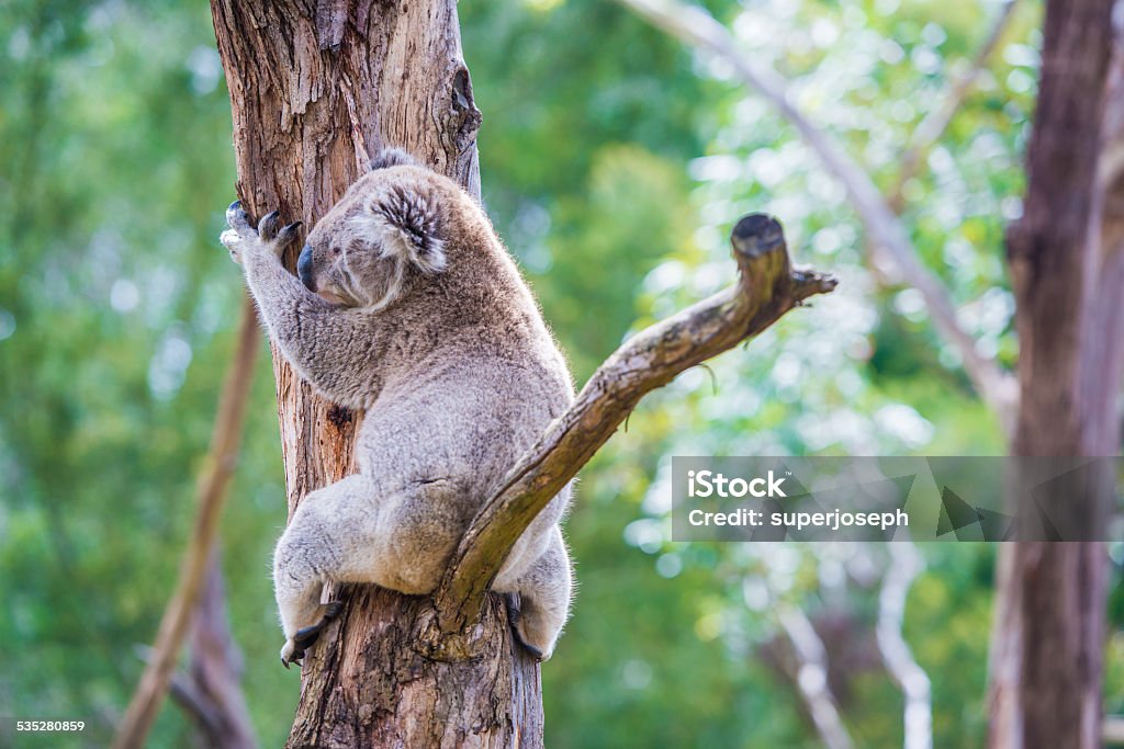 Close up of koala at sanctuary in Australia Koala Stock Photo