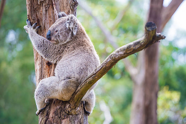 gros plan d'un koala au refuge en australie - downunder photos et images de collection