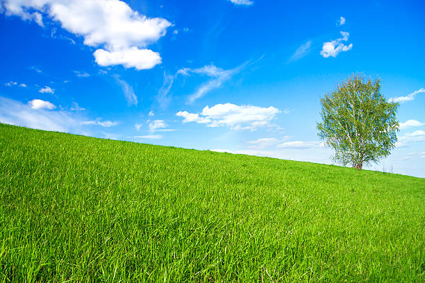 весенний пейзаж с одно дерево в поле - landscape tree field solitude стоковые фото и изображения