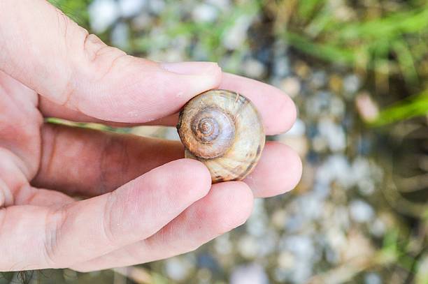 istock Channeled applesnail on the hand 535281211