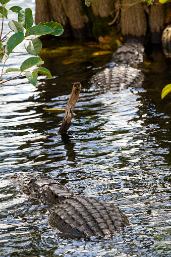 Couple of American alligators swimming in a channel of Everglades National Park (Florida)