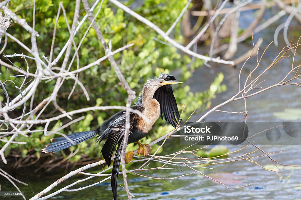 Anhinga with spread wings Anhinga (Anhinga anhinga leucogaster)with spread wings sitting on a tree in Everglades National Park 2015 Stock Photo