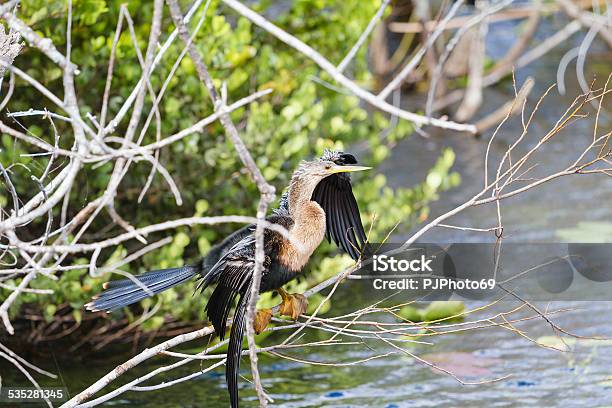 Anhinga With Spread Wings Stock Photo - Download Image Now - 2015, Activity, Anhinga