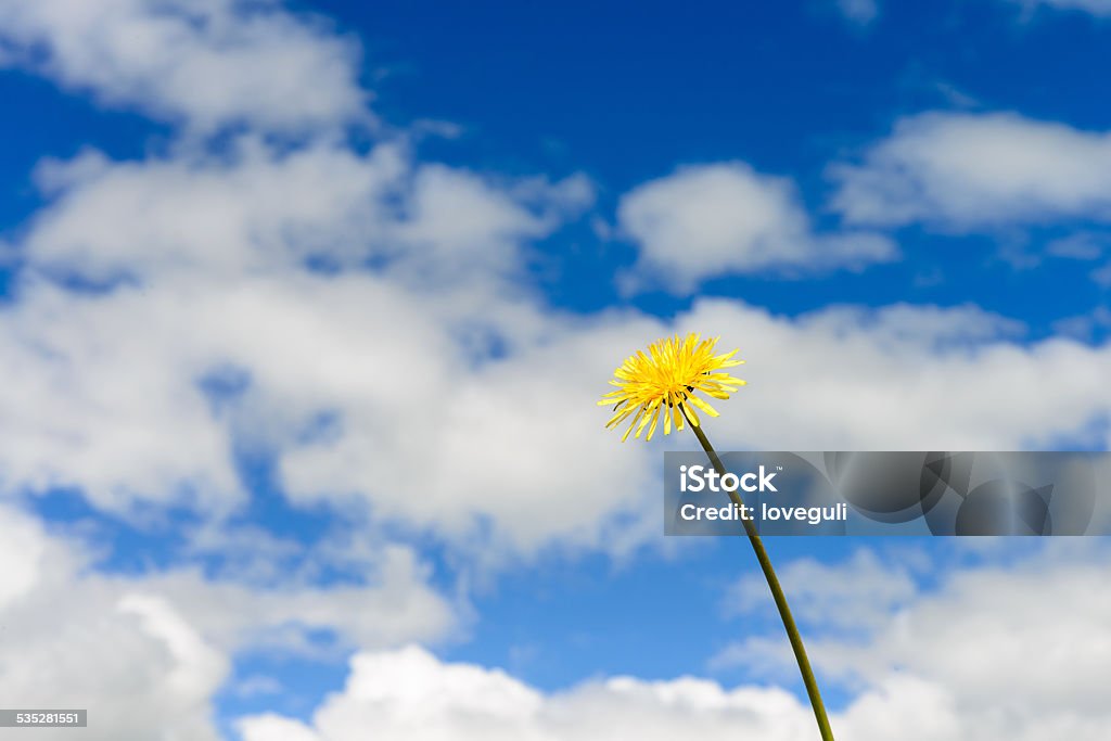 wildflower dandelion blooms in spring macro view with sky background 2015 Stock Photo