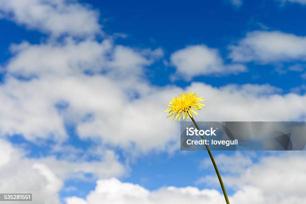 Wildflower Dandelion Blooms In Spring Macro View With Sky Background Stock Photo - Download Image Now