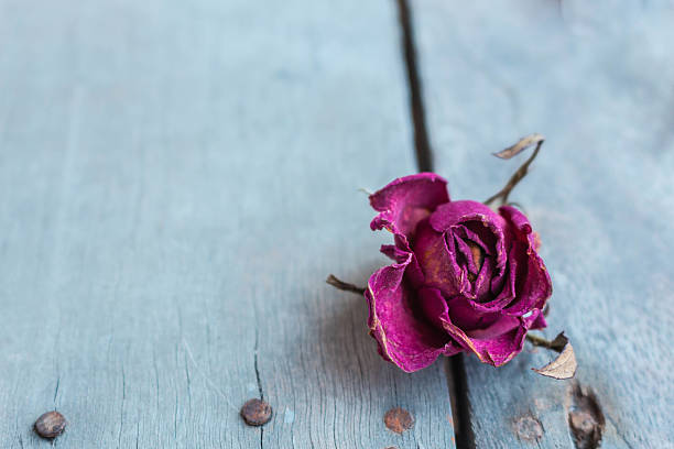 istock Roses on a wooden 535293451
