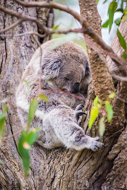 istock Close up of koala at sanctuary in Australia 535293679