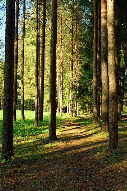 istock sunny landscape with pines  in Pushkin garden. 535295631