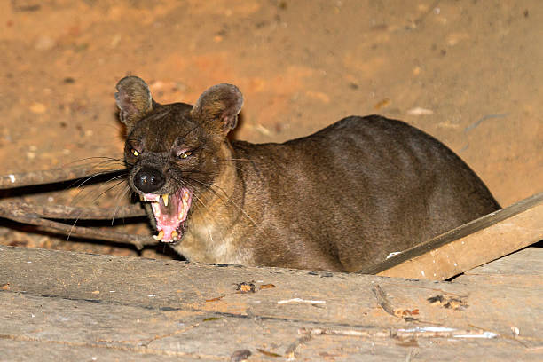 fossa madagaskar - madagascan zdjęcia i obrazy z banku zdjęć