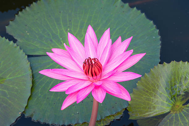 istock pink Water lily in the pond 535295953