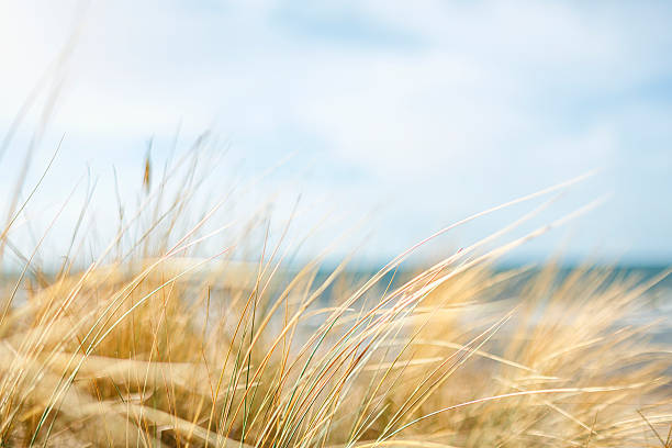 Day at the Ocean Day at the Sea.  marram grass stock pictures, royalty-free photos & images
