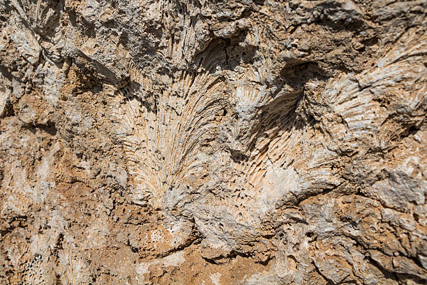 istock Texture of ancient coral reef in Egypt 535297359