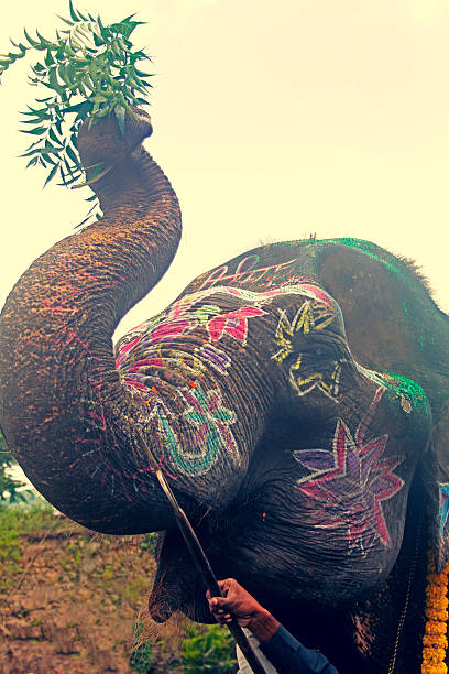 istock Close-up of a painted elephant, India 535297545