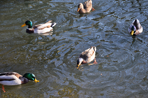 Wild ducks on the water of the lake in winter