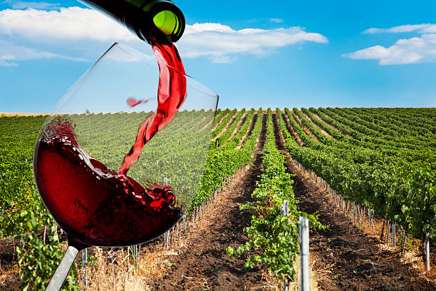 Red Wine Pouring in Vineyard in Summer