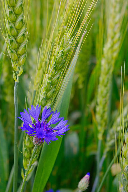 Blue cornflower in the field among the ears of cereal Blue cornflower in the field among the ears of cereal winter rye stock pictures, royalty-free photos & images