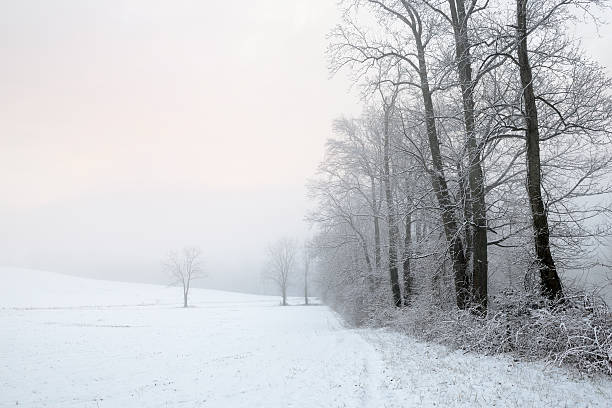 Foggy Sky Glowing at Sunrise on Snowy Day
