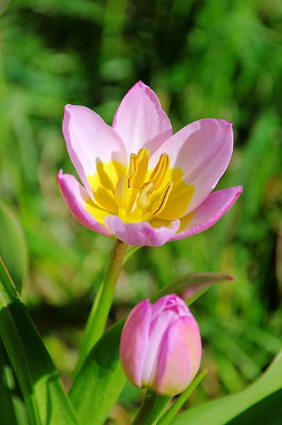 istock tulip pink yellow 535313371