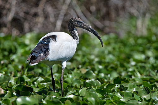 Sacred ibis ( Threskiornis aethiopicus ) is seeking food in lake