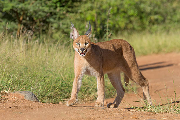 Young Caracal in South Africa A young sub adult Caracal (Felis caracal) in South Africa, Kruger Park caracal stock pictures, royalty-free photos & images