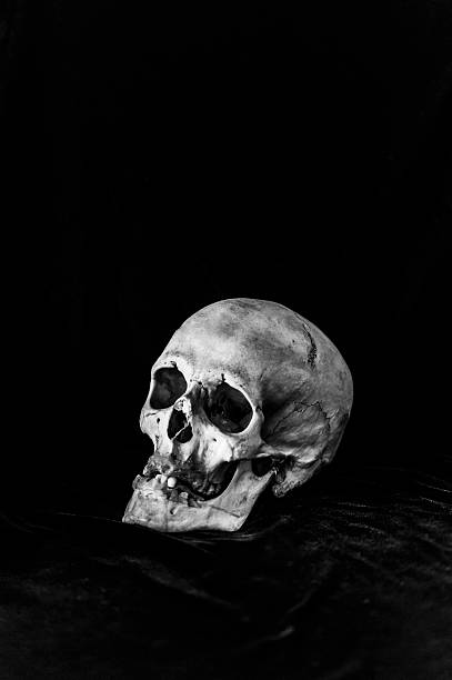istock Black and white image of human skull 535314477