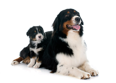 purebred australian shepherds  in front of white background